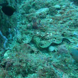 Moray on the move