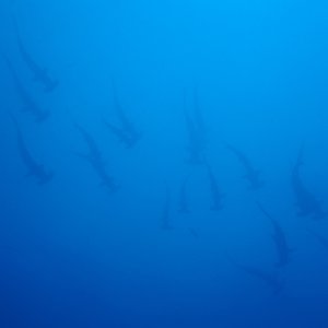 Scalloped hammerheads at Bajo Alcyone