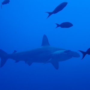 Scalloped Hammerhead