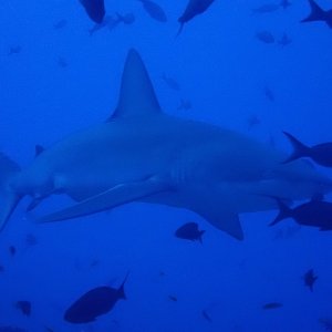 Galapagos Shark