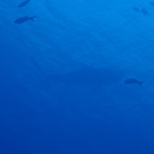 Cocos Tiger Shark