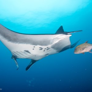 Oceanic Manta at Dos Amigos (Grande)