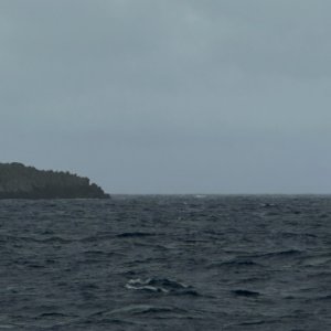 Dos Amigos (Cocos)