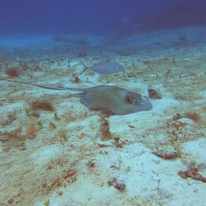 11 - Ray hunting