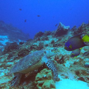 12 - At loggerheads (Mexican standoff)