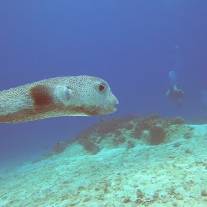 14 - giant predator Puffer