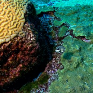 Juvenile Trunk Fish