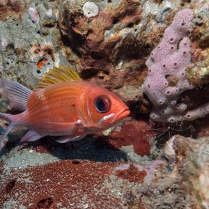 What Big Eyes You Have