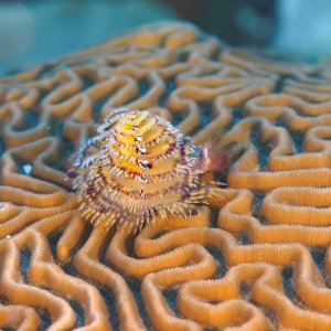 underwater patterns.jpg