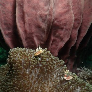 Red-spotted guard crab
