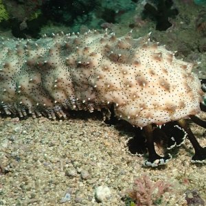 The business end of a sea cucumber
