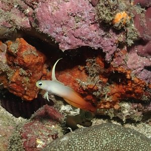 Fire dartfish