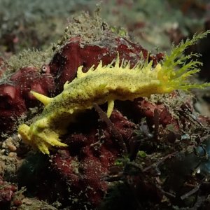 Yellow fellow
