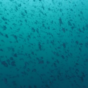 One fish, two fish, lotsa blue fish
