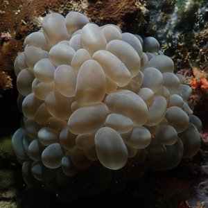 Bubbly