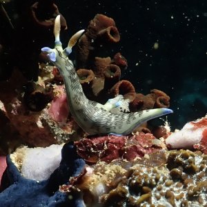 I mustache you a question