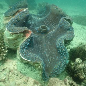 Giant clam