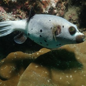 Blackspotted puffer