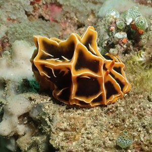 Halgerda Reticulidia