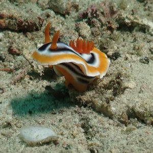 nudi