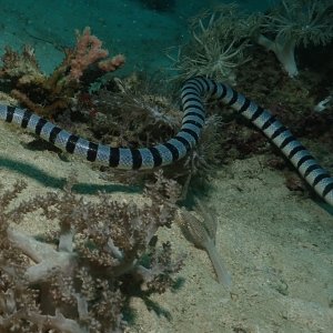 Yellow-lipped sea krait
