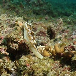 Dark Margin Glossodoris