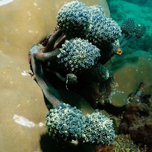 Sea shrooms