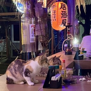 Bar cats
