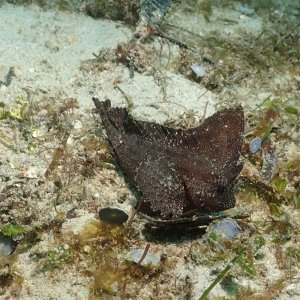 Spiny waspfish