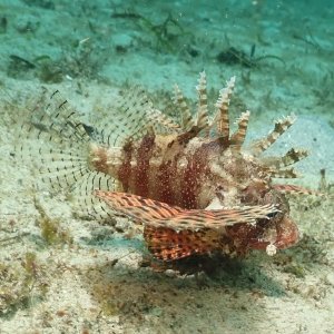 Shortfin lionfish
