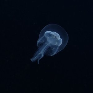 Jelly belly