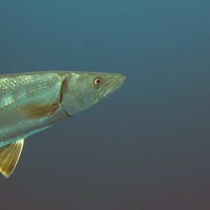 Barracuda close up on Safety Stop