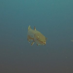 Barracuda on Safety Stop