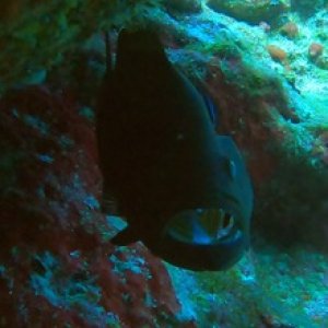 Cleaning Station - cleaner in gills