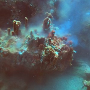 Coral Spawing at Stetson