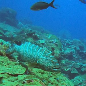 Grouper