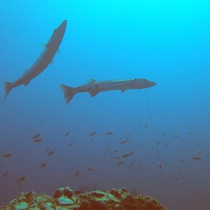 Half-fished Barracuda