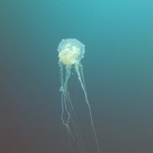 Jellyfish