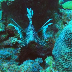 Lion Fish on reef