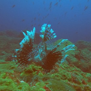 Lion Fish