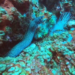 Moray