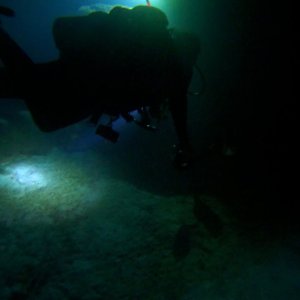 Sushi Boy on night dive