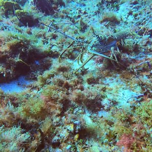 3 - Lobster prowling across reef