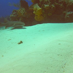 4 - Shark on the sandbar