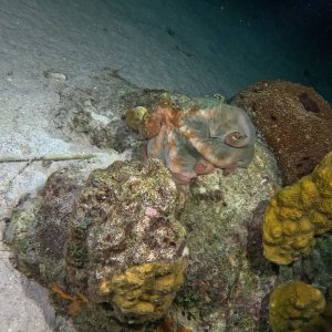 Octopus on night dive