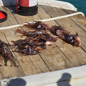 Lionfish dive catch