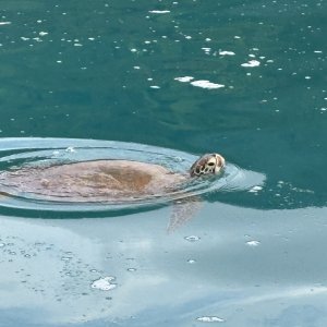 2025 0930 Moorea Turtle1Air.JPG