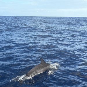 2025 0930 Moorea Dolphins3*.jpg