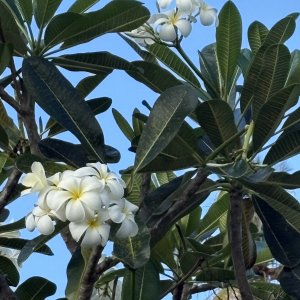 2025 1001 Moorea Frangipani1.JPG