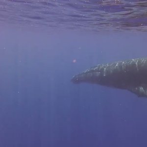 Male humpback singing